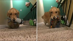 Mojito最喜歡跟玩具睡覺。（圖／翻攝自Instagram）