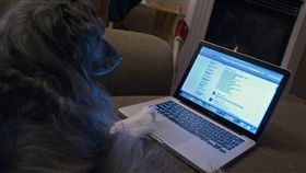 狗用電腦
https://www.flickr.com/photos/derekgavey/4190468784/