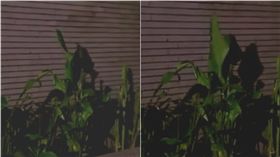 爆料,圓錐植物,風,晃動,樹葉,海棠,草支擺,靈異,神秘,無風,共振－翻攝自爆料公社粉絲團