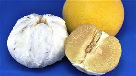 比文旦更飽滿！霜降時節好滋味　就吃Juicy大白柚