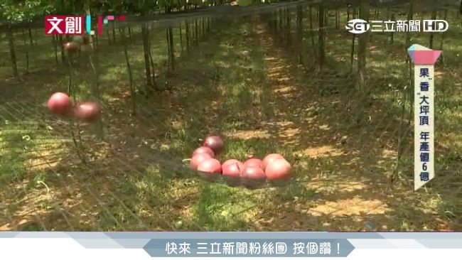 利用APP種田　成為「台灣新富農」