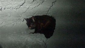 台北市立動物園17日表示，大赤鼯鼠是台灣體型最大的
飛鼠，近期獲救存活的1隻大赤鼯鼠，將開始在園內台
灣區的保育廊道亮相，動物園並精心為牠製作仿樹洞。
（台北市立動物園提供）