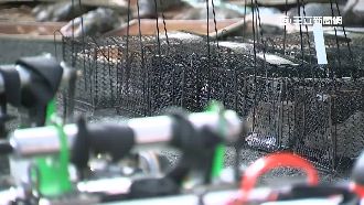 又肥又大！環南市場滅鼠一晚抓2百隻