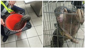 迷途穿山甲深夜逛基隆大街　暖警三角錐巧妙神救援
圖／翻攝自基隆市警察局第三分局臉書粉絲專頁