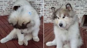 Utah吃不到義大利麵，感到很無奈。（圖／翻攝自Instagram）