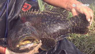 養殖魚大比拼！龍膽石斑PK龍虎斑