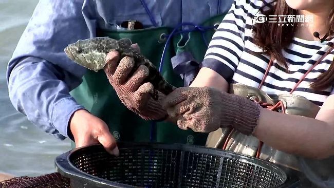 台灣石斑魚銷中「自食惡果」　只好…