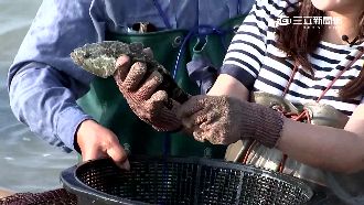 台灣石斑魚銷中「自食惡果」　只好…