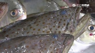 他吃溪石斑魚卵中毒！醫：全球無特效解藥