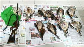 灰面鷲 翻攝畫面