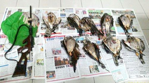 先射傷再摔死！國慶鳥過境遭殘忍獵捕