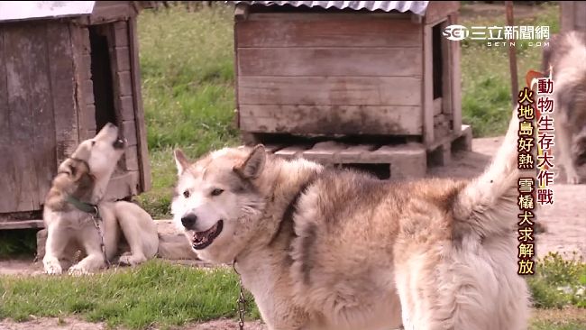 雪橇犬「打工換糧」　暖化危及寒帶狗