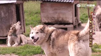雪橇犬「打工換糧」　暖化危及寒帶狗