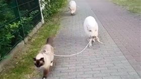 ▲貓遛豬？豬遛貓？網友搞不清楚。（圖／翻攝自PhotoCats臉書）
https://www.facebook.com/PTCatMeo/videos/1690708181256376/
