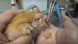 鼠鼠剪牙好痛苦　狂吐花生求獸醫放過