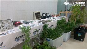 刑事局偵三大隊一舉破獲兩個大麻工廠，起獲大麻成品高達上千萬元（楊忠翰攝）