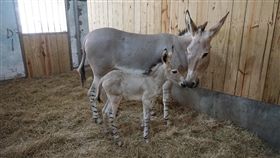 台北市立動物園,非洲野驢,極度瀕危物種,驢寶寶,保育族群
(中央社)