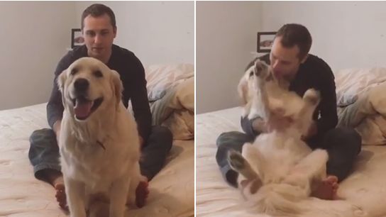 黃金獵犬玩信任遊戲　向後倒入懷超萌