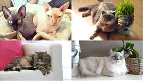 名家-寵物滔客誌