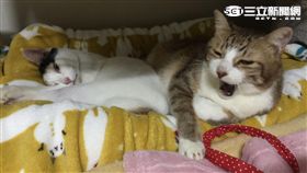 二手被別急著丟！捐助流浪毛小孩渡寒冬