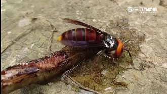 登山客踩「地雷蜂窩」遭螫30針不治