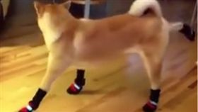 柴柴後腳不停狂踹。（圖／翻攝自Mr.DOGnut臉書）