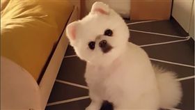 Mango的招牌歪頭。（圖／翻攝自Instagram）