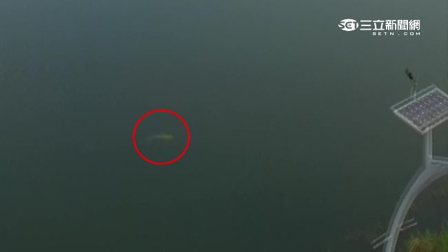 蘭潭現魚精？空拍驚見160cm大魚