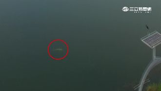 蘭潭現魚精？空拍驚見160cm大魚