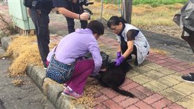 高雄市楠梓區21日發生4隻流浪狗疑遭毒殺，口吐白沫的狗屍倒臥路旁，警方和動物保護處人員到場採證調查，並帶回狗屍查驗。（警方提供）