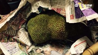 越配直播警消查瓦斯味　揪自家榴槤蜜