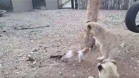 傑克羅素梗犬作勢撲咬小獅子。（圖／翻攝自臉書）