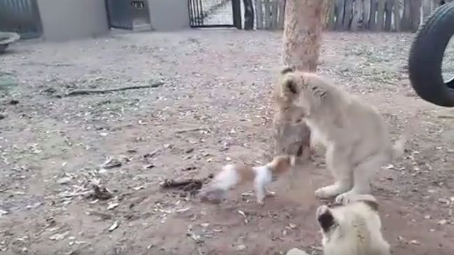 三隻小獅子想搶食　小狗狗霸氣趕跑