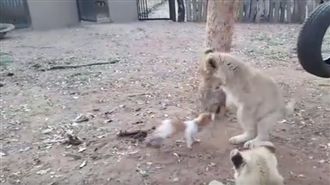 三隻小獅子想搶食　小狗狗霸氣趕跑