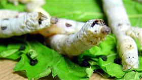 蠶寶寶。(圖/翻攝自維基百科)-https://zh.wikipedia.org/wiki/%E8%9A%95#/media/File:Bombyx_mori_Caterpillar_30days_02.jpg