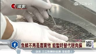 魚鱗不再是廢棄物　能暫時替代眼角膜