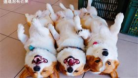 科基（圖／翻攝自連環炮有芒果臉書）