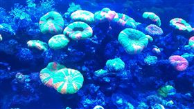 珊瑚好美，可以自己在家裡的水族箱養嗎？專賣珊瑚的七海海洋生態表示，養海水魚的水族箱即可飼養，但要注意避開會吃珊瑚的魚類，尤其要重視水質、光線、水溫。（圖／中央社）