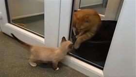 遭遺棄仍堅強長大　貓咪Champ化身小小治療師。資料來源Animals in Distress