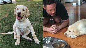 超虔誠拉不拉多！飯前趴地一動也不動　只為與爸爸一同禱告。資料來源https://www.instagram.com/kuddly.kahlua/