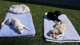 蔡英文曬愛犬萌照　翻攝蔡英文臉書