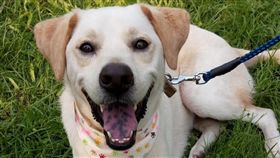 好大牌！畢業照校長旁「寶座」留給牠　校園寵兒一起來入境（圖翻攝自楠梓國中校犬「大雄」粉絲頁）