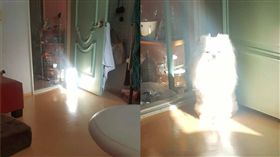 博美,狗,聖光,靈犬　圖／翻攝自爆料公社