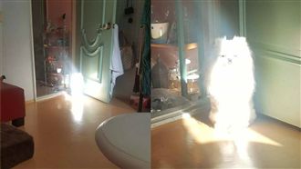就是那個光！博美犬開釋：跪下，凡人