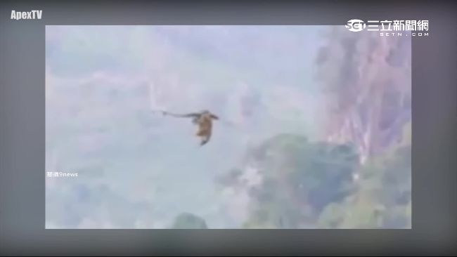翼手龍再現？中寮邊境驚現「巨龍」
