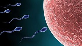 避孕,不孕,男性,避孕藥,精子,卵子,受精,生育(http://www.dailymail.co.uk/sciencetech/article-3863448/Male-Pill-moves-step-closer-British-scientists-discover-way-stop-sperm-swimming-men-just-sex.html)