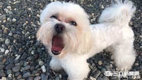 寵物,狗,毛小孩,瑪爾濟斯（記者高靜瑤攝影）