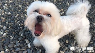 毛小孩易焦躁？吃這個「天然鎮靜劑」