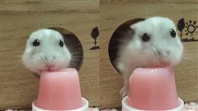 倉鼠 圖/翻攝自阿中阿中臉書