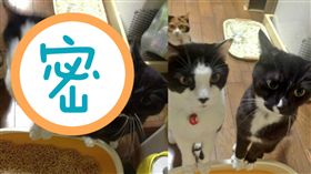 貓,https://twitter.com/i_poti